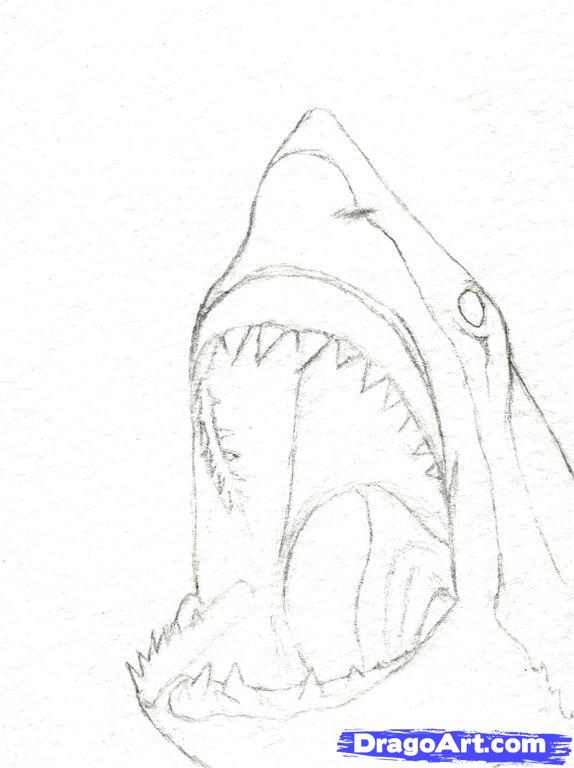 574x768 How To Draw A Shark Head, Step - Shark Face Drawing
