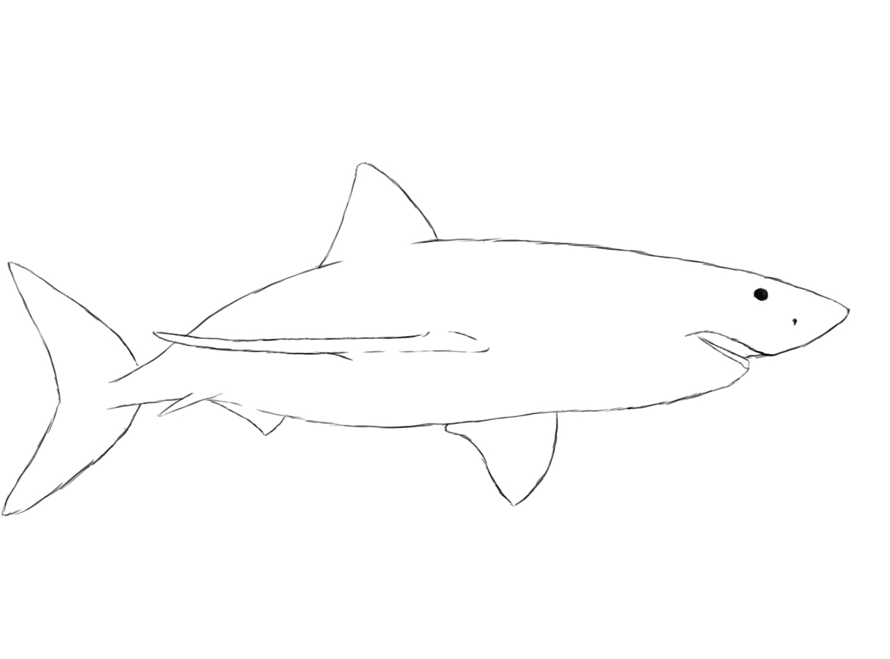1280x947 How To Draw A Shark - Shark Head Drawing