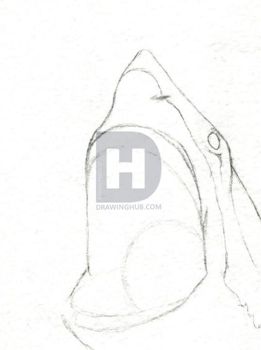 538x720 How To Draw A Shark Head, Step - Shark Head Drawing