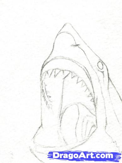 388x520 Step How To Draw A Shark Head - Shark Head Drawing