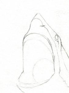 226x302 How To Draw A Shark Head Step Projects To Try - Shark Head Drawing