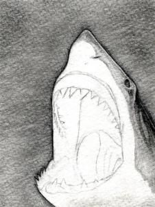 226x302 How To Draw A Shark Head Step Projects To Try Drawings - Shark Head Drawing