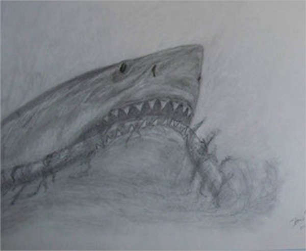 600x491 Shark Drawings - Shark Head Drawing