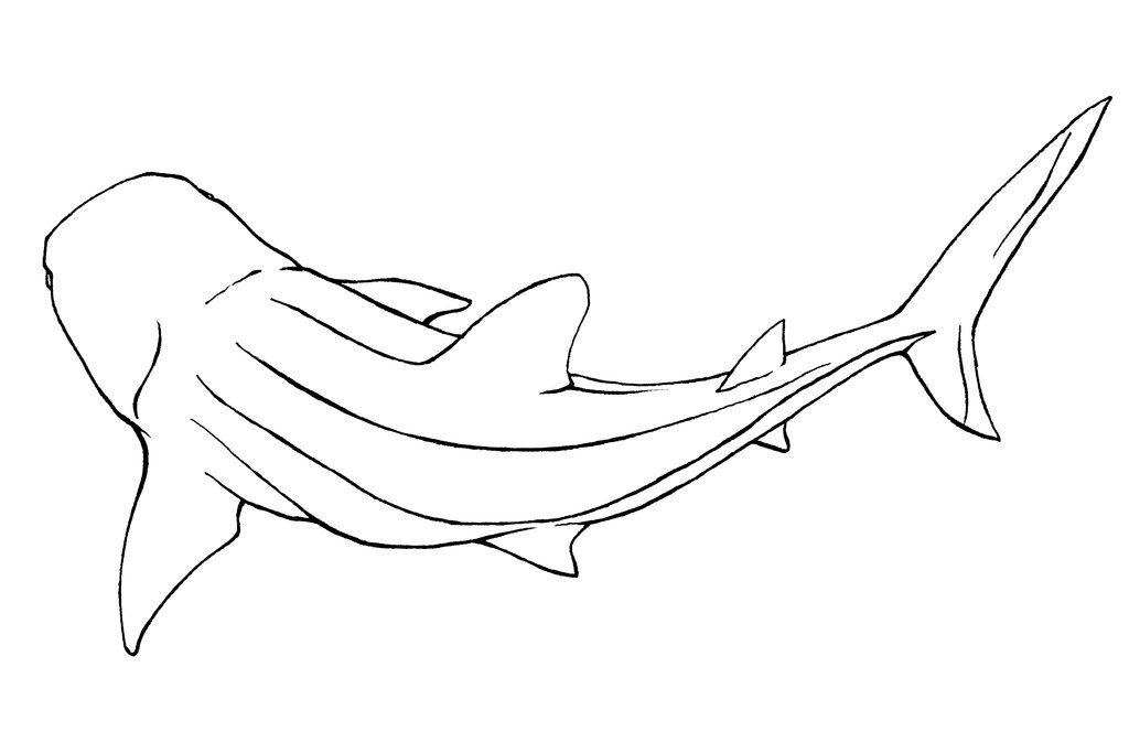 Megalodon Shark Drawing at PaintingValley.com | Explore collection of