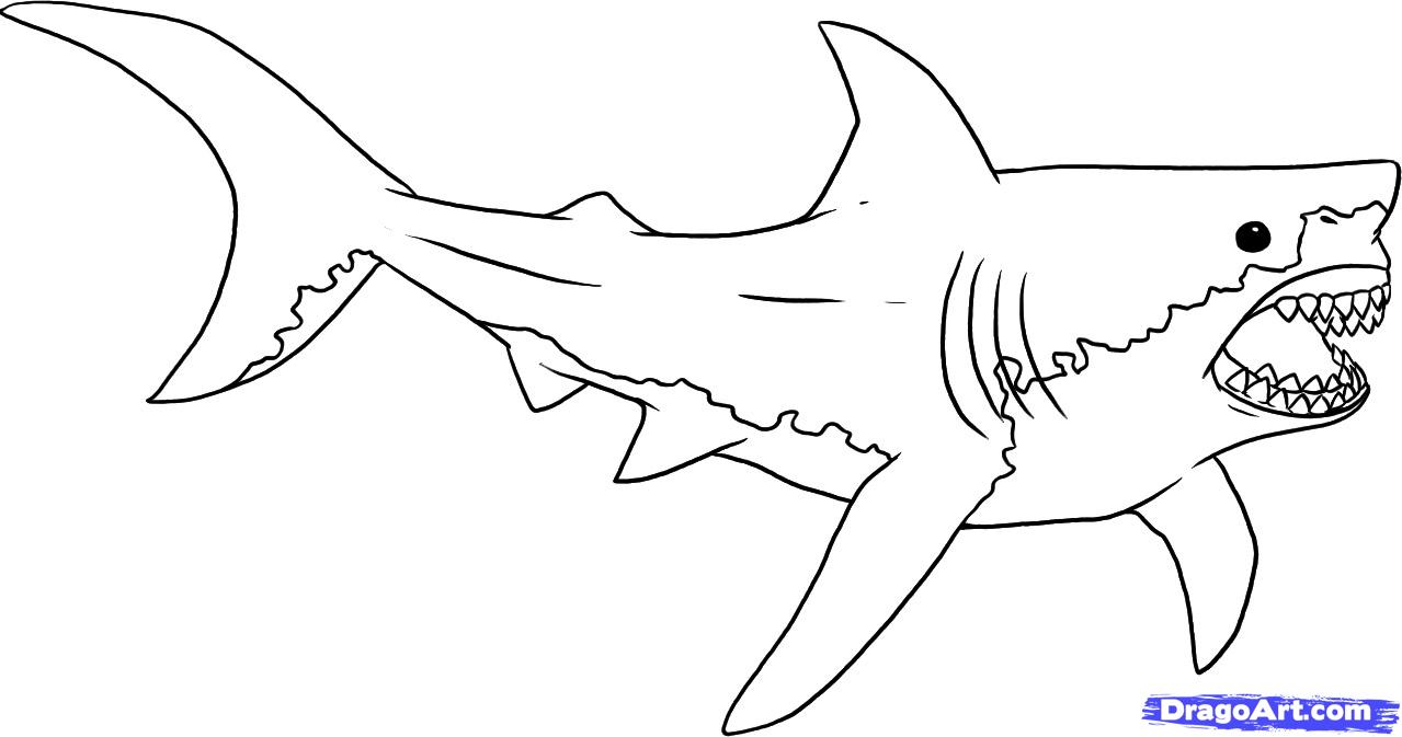 1279x673 Great White Shark Coloring Pages Bull Clipart Line Drawing Pencil - Shark Line Drawing