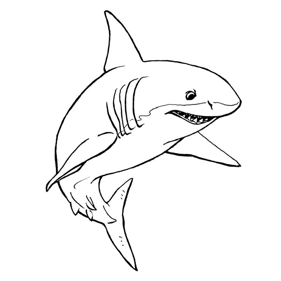 Shark Line Drawing at Explore collection of Shark