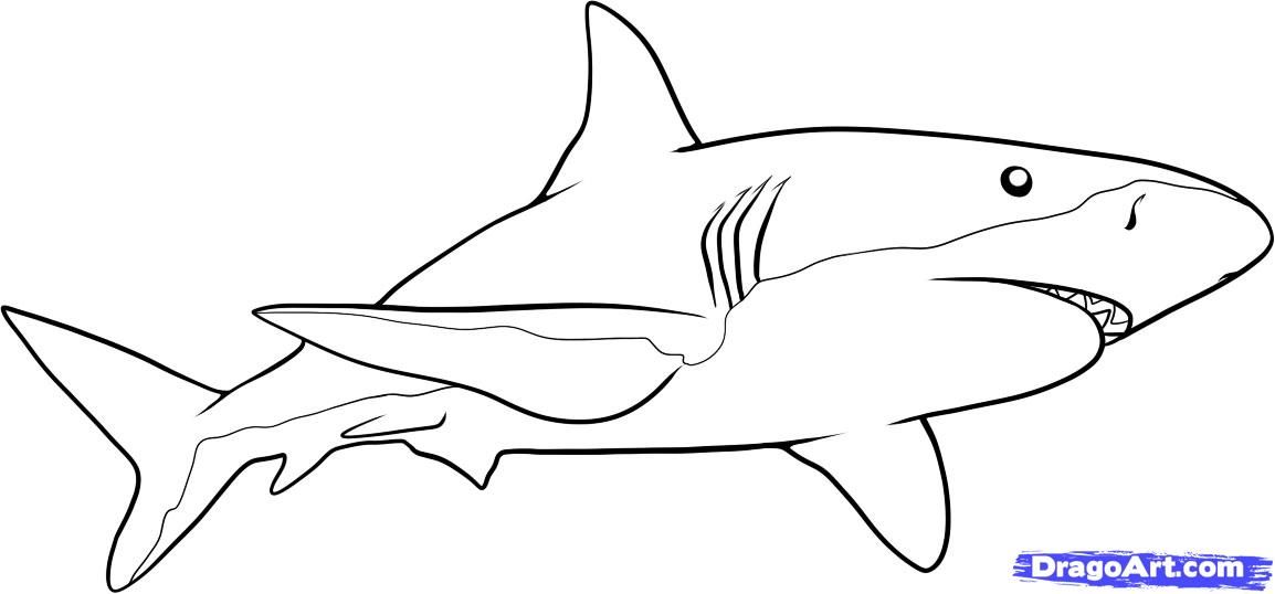 1154x538 How To Draw A Shark, Step - Shark Line Drawing