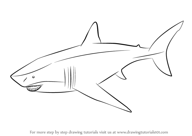 800x565 Learn How To Draw A Megalodon - Shark Line Drawing