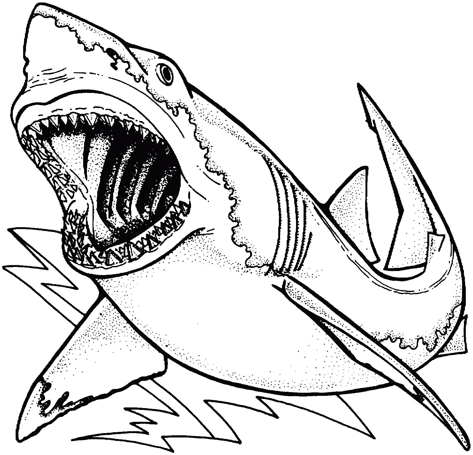 1513x1454 shark drawings inspirationa basic shark drawing at getdrawings - Shark Line Drawing