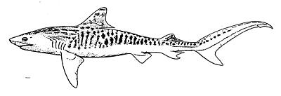 400x137 Shark Line Art Free Download Clip Art - Shark Line Drawing