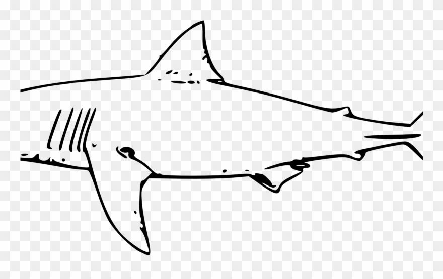 880x555 Bull Shark Clipart Line Drawing Pencil And In Color - Shark Line Drawing