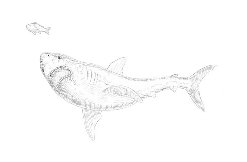 850x556 Drawn Shark Mouth Open Drawing - Shark Mouth Drawing