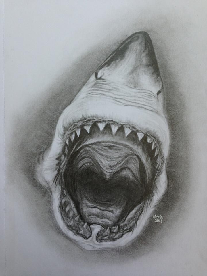720x960 For - Shark Mouth Drawing