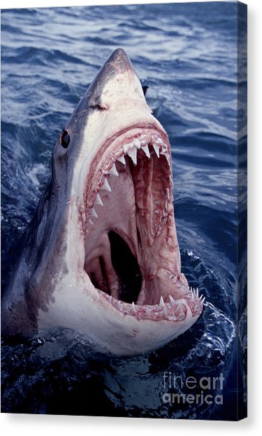 375x622 Great White Shark Lunging Out Of The Ocean With Mouth Open Showing - Shark Mouth Drawing
