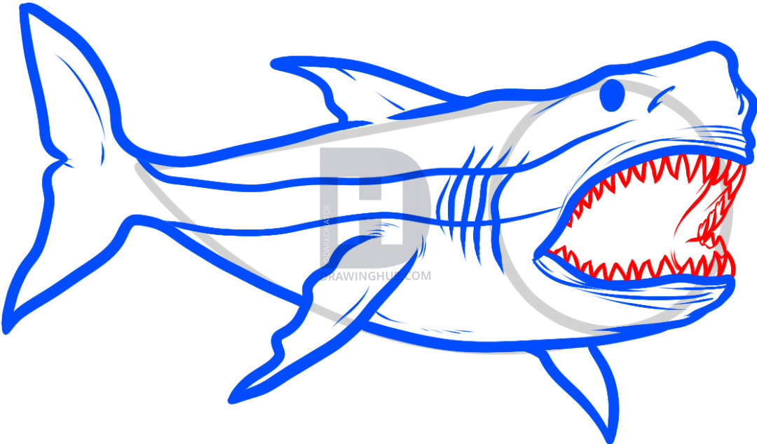 1080x633 how to draw megalodon, megalodon shark, step - Shark Mouth Drawing