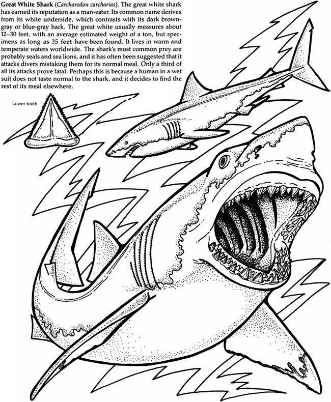650x790 Shark Mouth Drawing - Shark Mouth Drawing