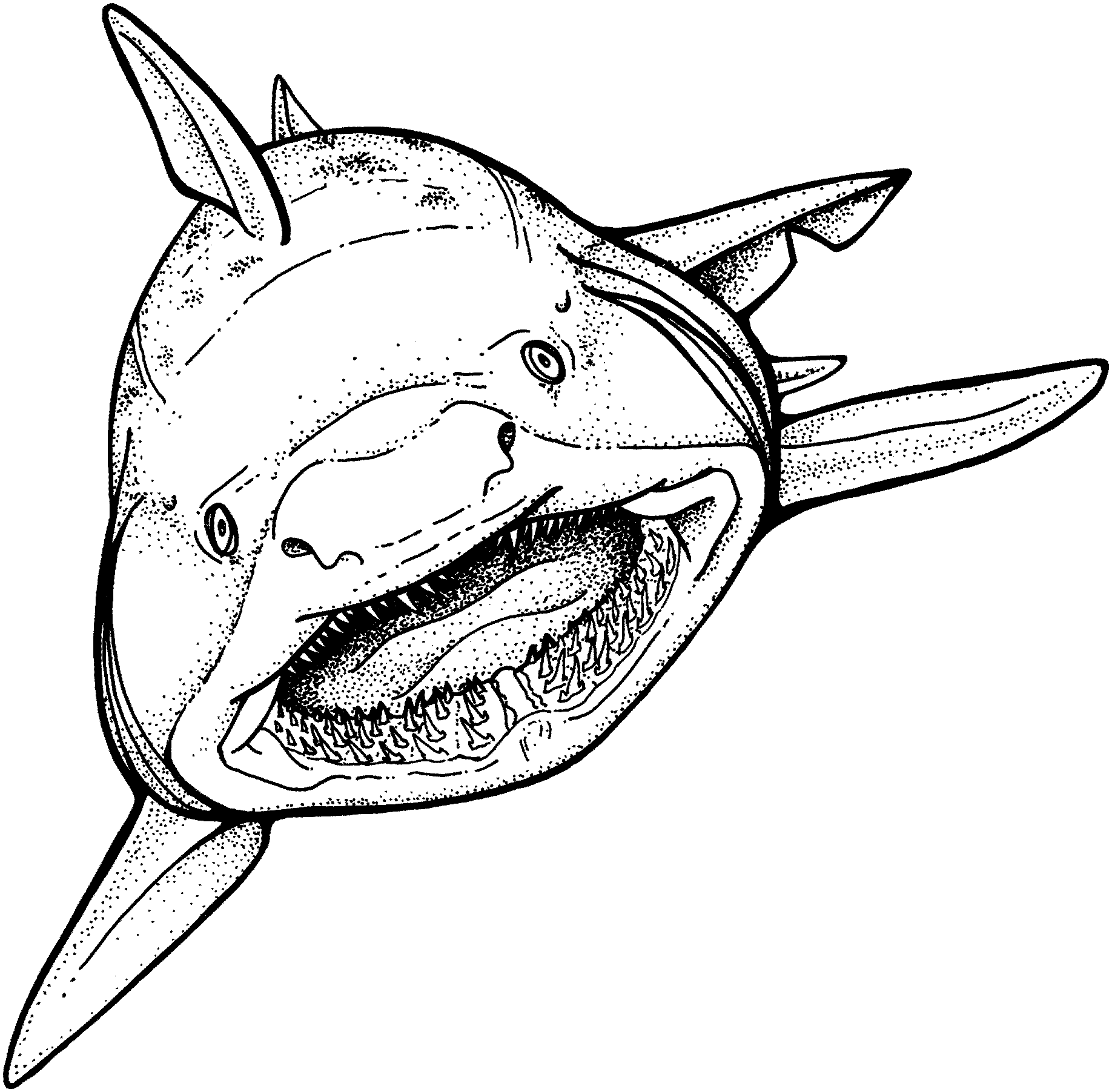 1836x1803 Shark Mouth Drawing - Shark Mouth Drawing