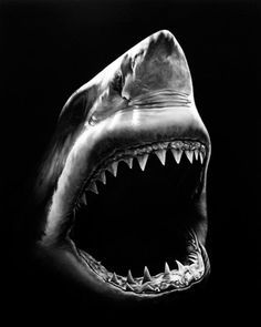 236x295 Open Mouth Drawings - Shark Mouth Drawing