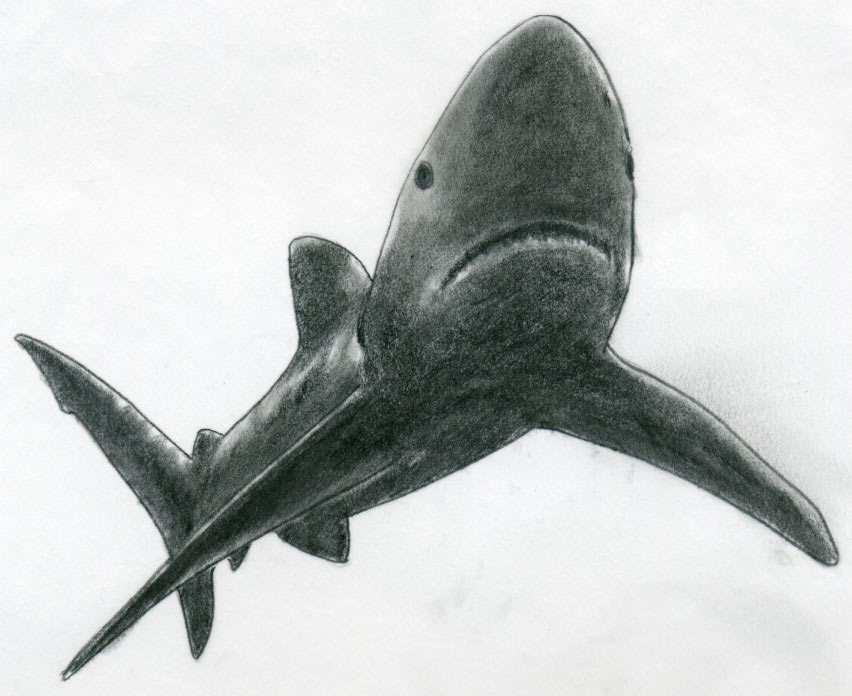 852x696 Draw Shark Basic Tutorial - Shark Mouth Drawing