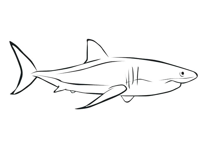 Shark Outline Drawing at Explore collection of