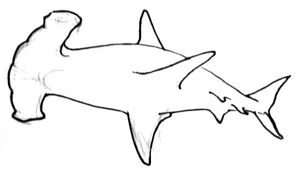 608x356 How To Draw A Hammerhead Shark - Shark Outline Drawing