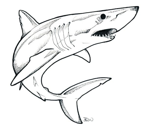 600x525 Mako Shark - Shark Outline Drawing