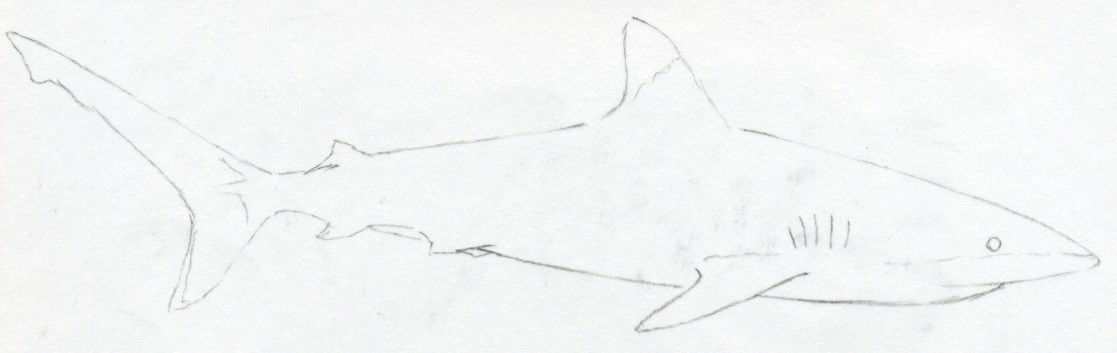 1117x353 Draw Shark Basic Tutorial - Shark Outline Drawing