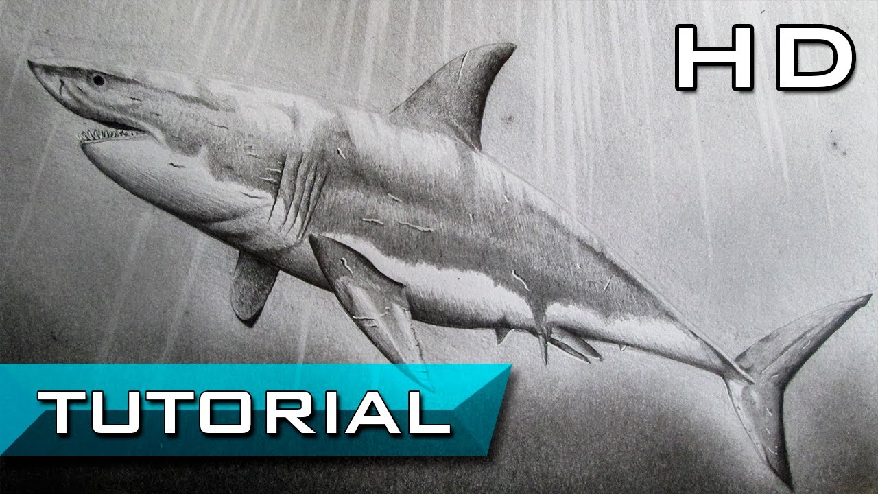 1280x720 How To Draw A Great White Shark Step - Shark Pencil Drawing