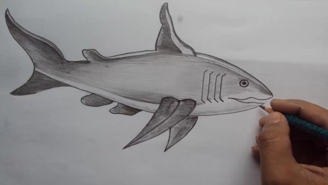 1280x720 How To Draw A Shark How To Draw A Great White Shark With Pencil - Shark Pencil Drawing
