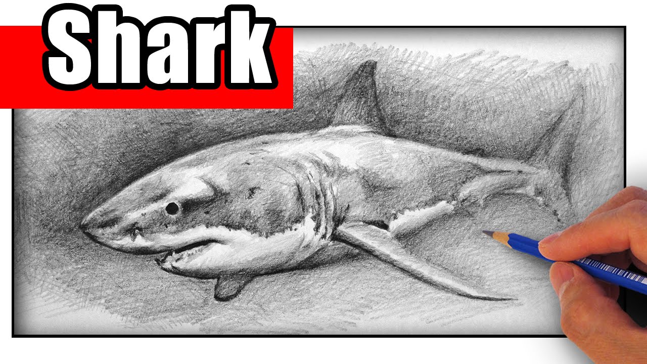 1280x720 How To Draw A Shark With Pencil - Shark Pencil Drawing