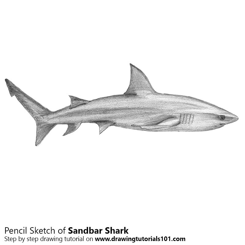 800x800 Sandbar Shark Pencil Drawing - Shark Pencil Drawing