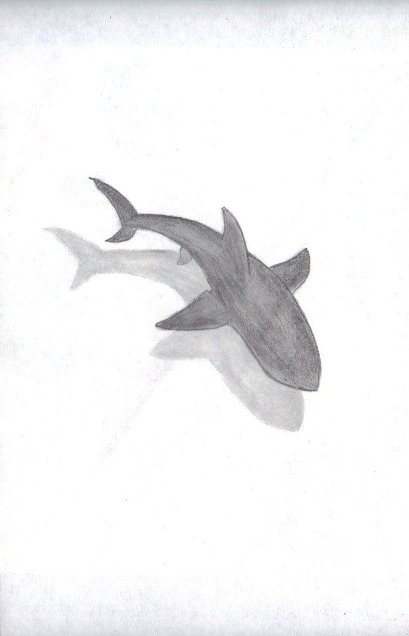 820x1274 Shark - Shark Pencil Drawing