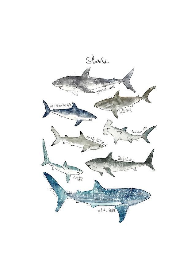 636x900 Shark In Pencil Drawing Digital Art - Shark Pencil Drawing