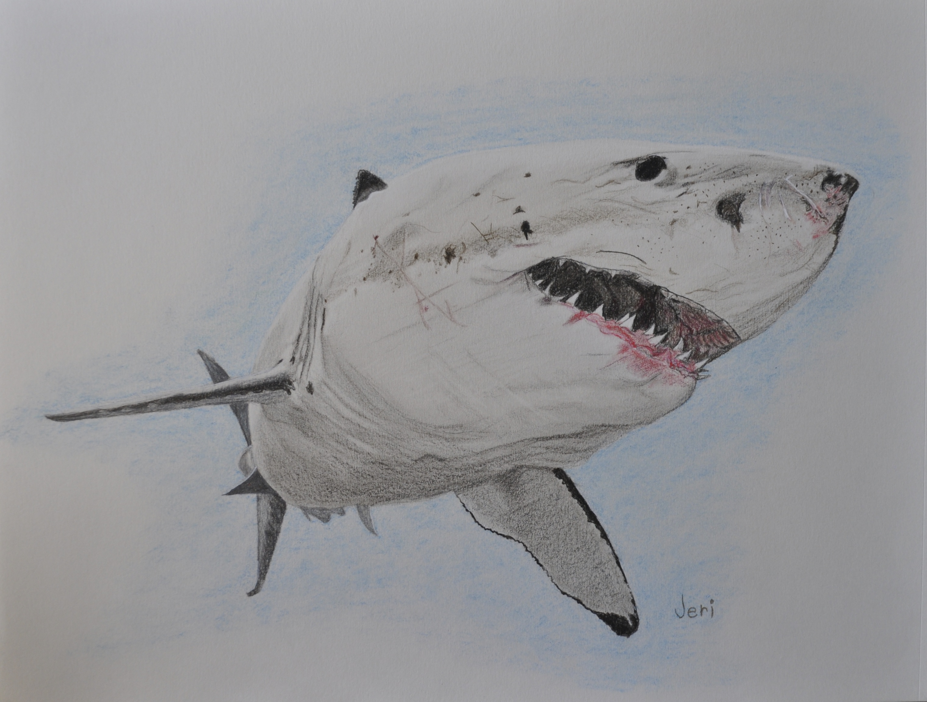 Акула цветными карандашами
