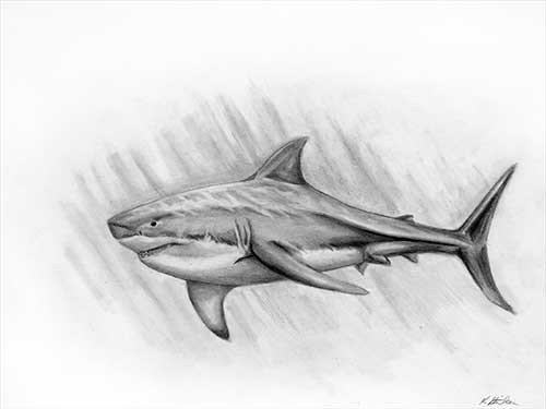 500x375 Shark Pencil Sketch - Shark Pencil Drawing