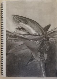 236x328 Realistic Shark Drawing In Pencil - Shark Pencil Drawing