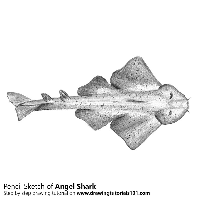 800x800 Angel Shark Pencil Drawing - Shark Pencil Drawing