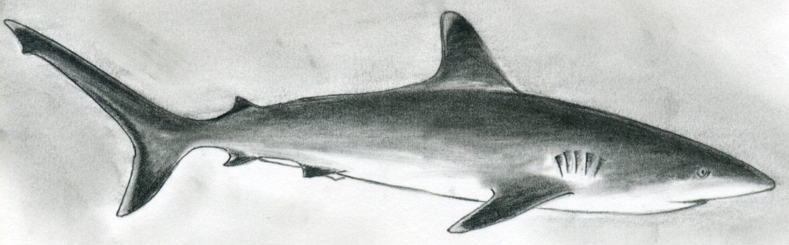 1117x347 Draw Shark Basic Tutorial - Shark Pencil Drawing