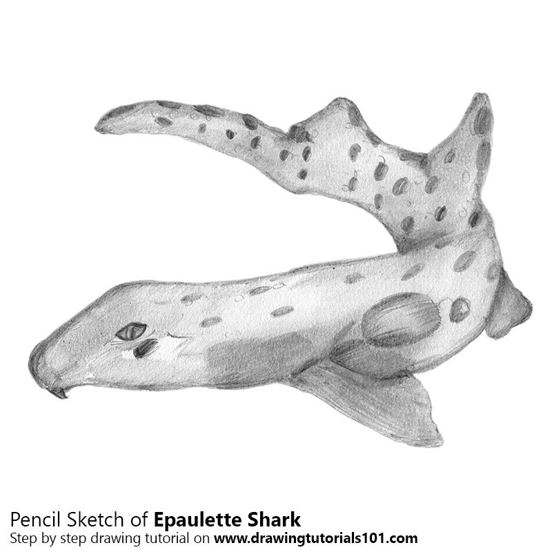 800x800 Epaulette Shark Pencil Drawing - Shark Pencil Drawing