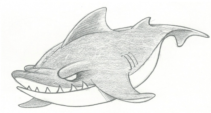 Shark Pictures Drawing
