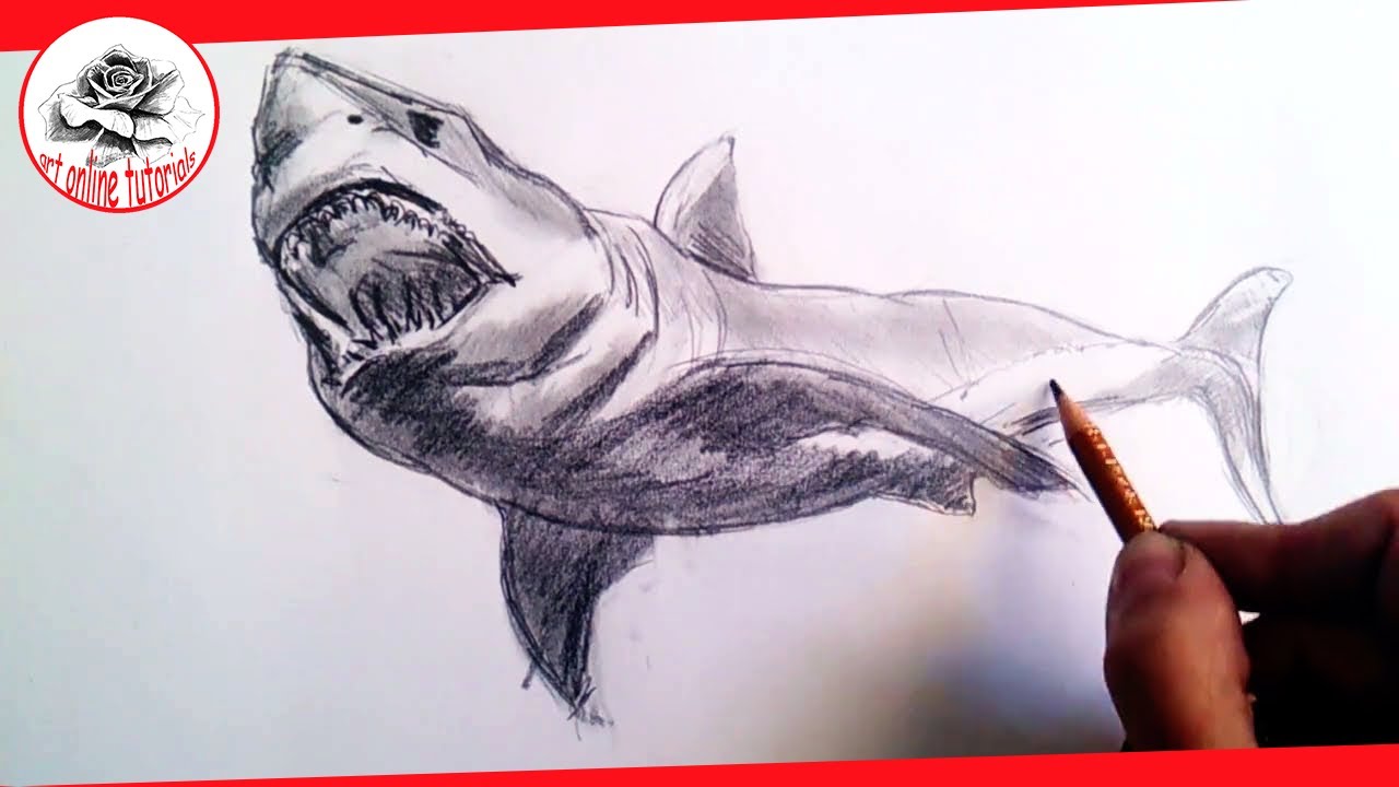 1280x720 how to draw realistic sharks with pencil, step - Shark Pictures Drawing