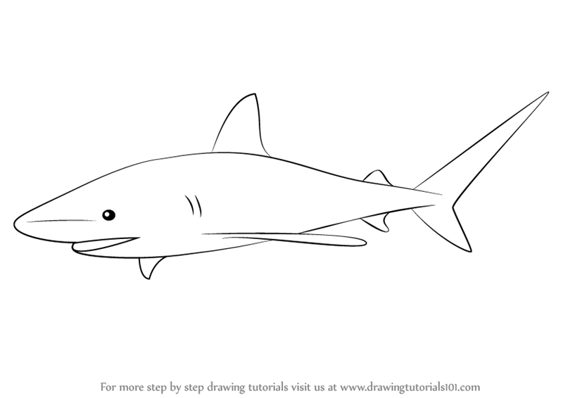 800x566 Learn How To Draw A Bull Shark - Shark Pictures Drawing