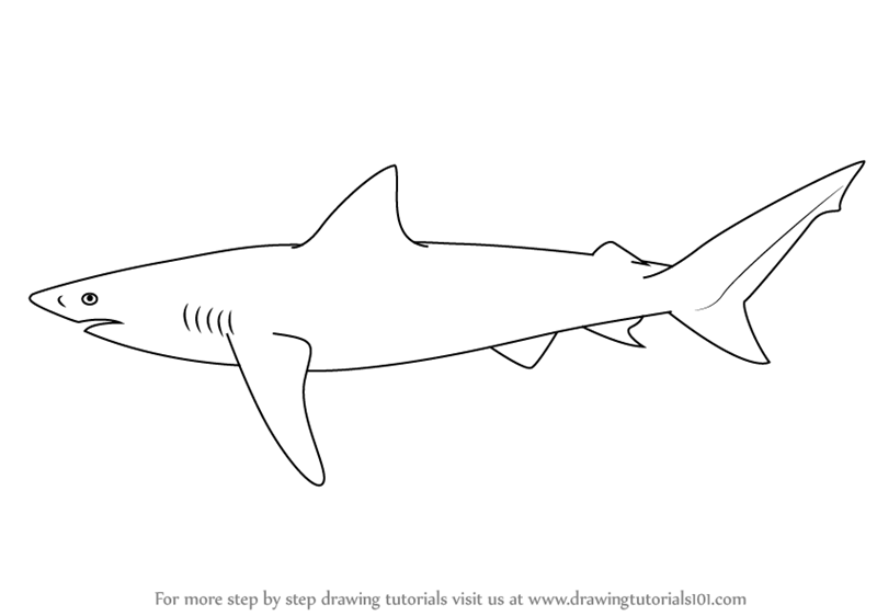 800x562 learn how to draw a copper shark - Shark Pictures Drawing