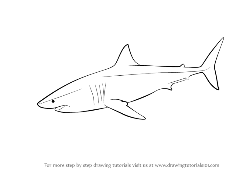 800x566 Learn How To Draw A Great White Shark - Shark Pictures Drawing