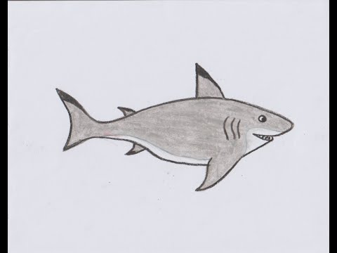 480x360 How To Draw Shark For Kids - Shark Pictures Drawing