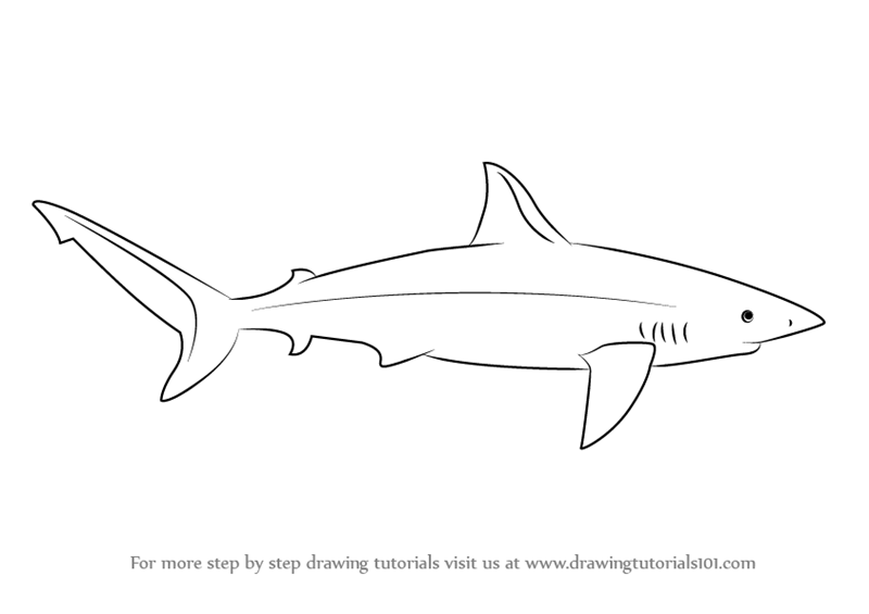 Акула рисунок простой