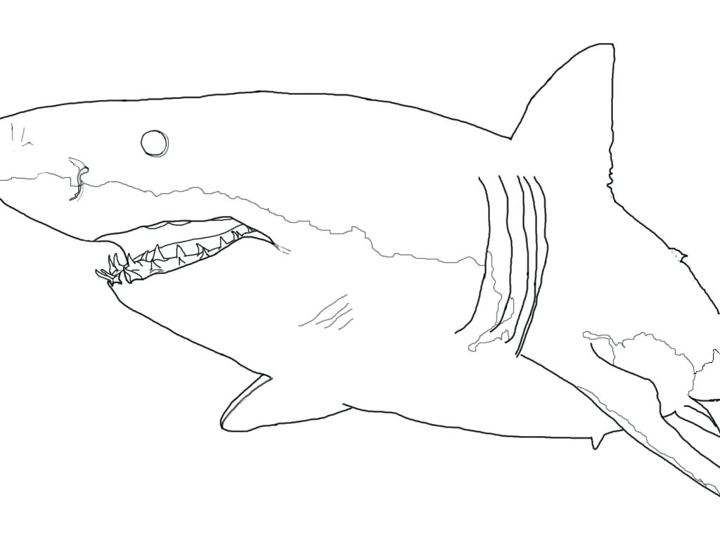 1024x768 easy to draw shark shark drawing easy way to draw a cartoon shark - Shark Simple Drawing