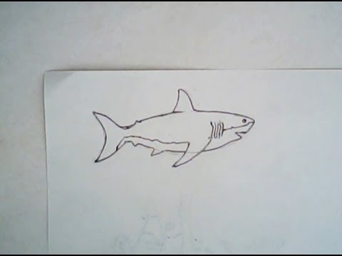 480x360 How To Draw A Megalodon Shark - Shark Simple Drawing
