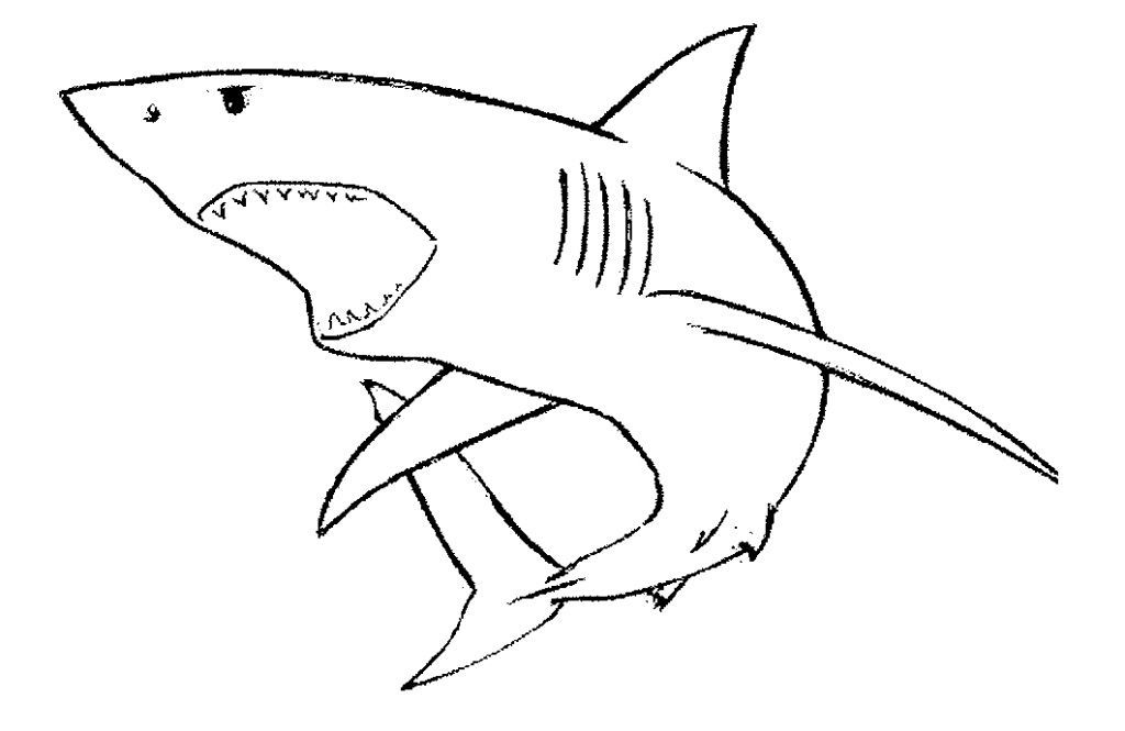 Shark Simple Drawing at PaintingValley.com | Explore collection of ...