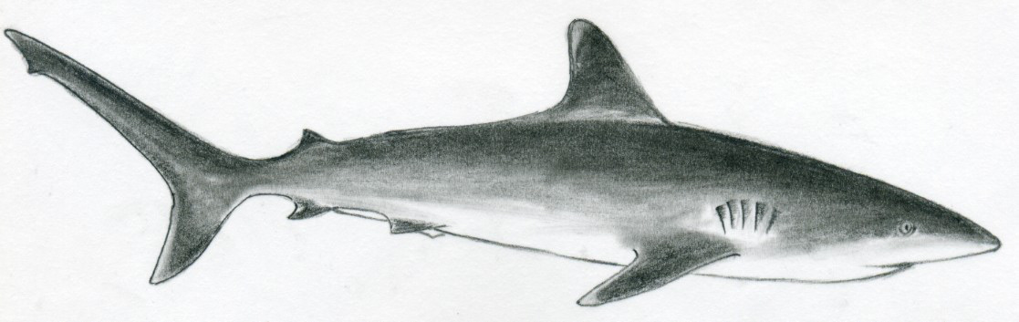 Shark Tail Drawing at PaintingValley.com | Explore collection of Shark ...